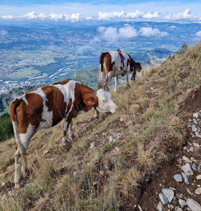 magasin à la ferme au roubary - Vaches montagne